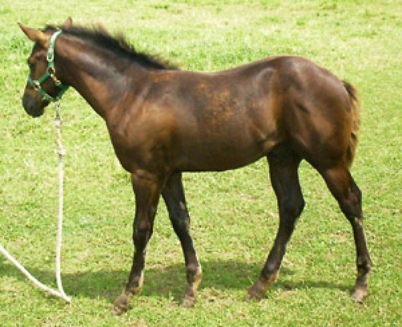 Dark Chestnut April 2003 Colt