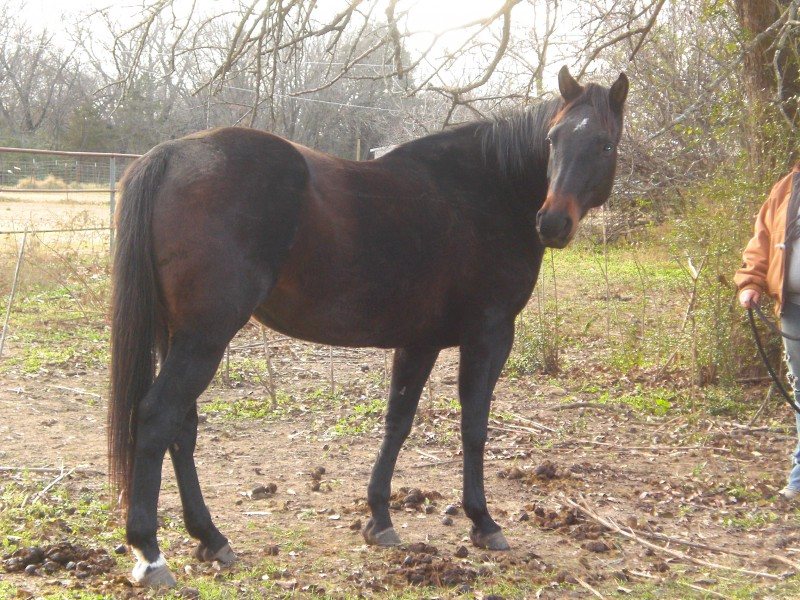 Sundance Kricket