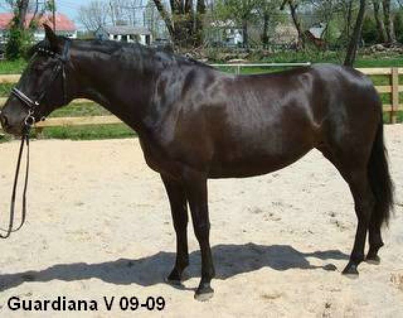 Guardiana