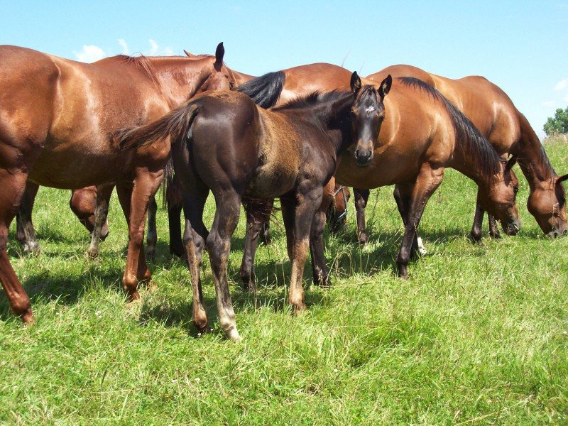 Four Mares