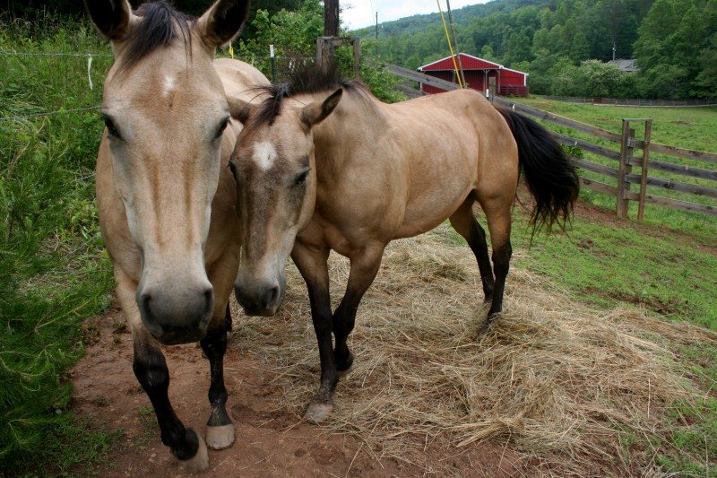 Sandy & Lily