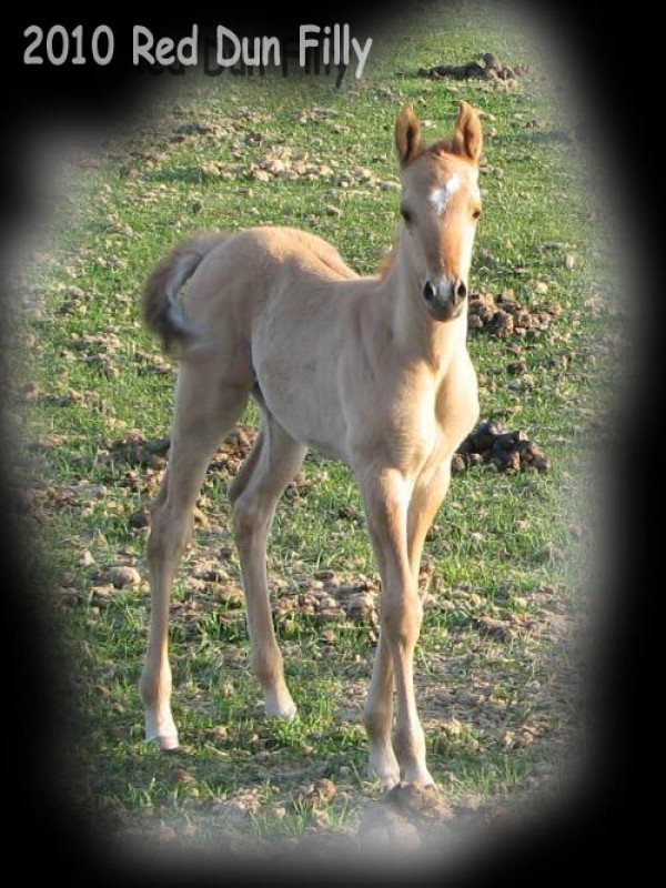 AQHA Champion grd.daughter