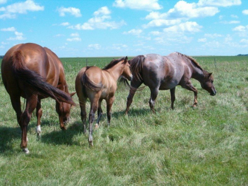KIPPER - AQHA Dun Colt