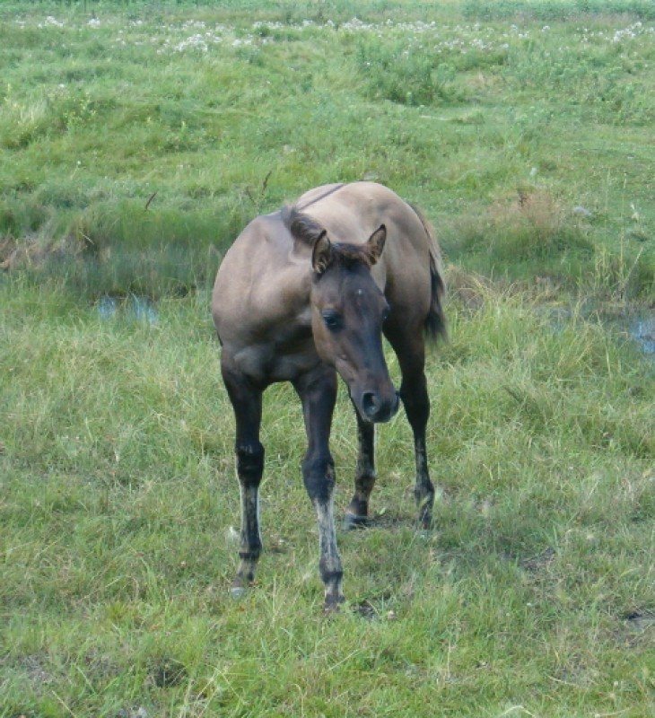 KERMIT - AQHA Grullo Colt