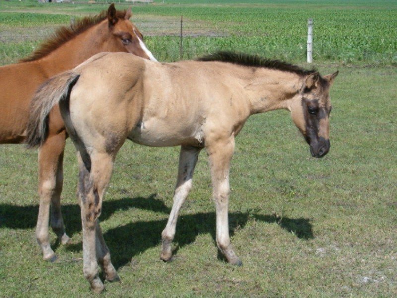 LIBERTY - AQHA Grullo filly