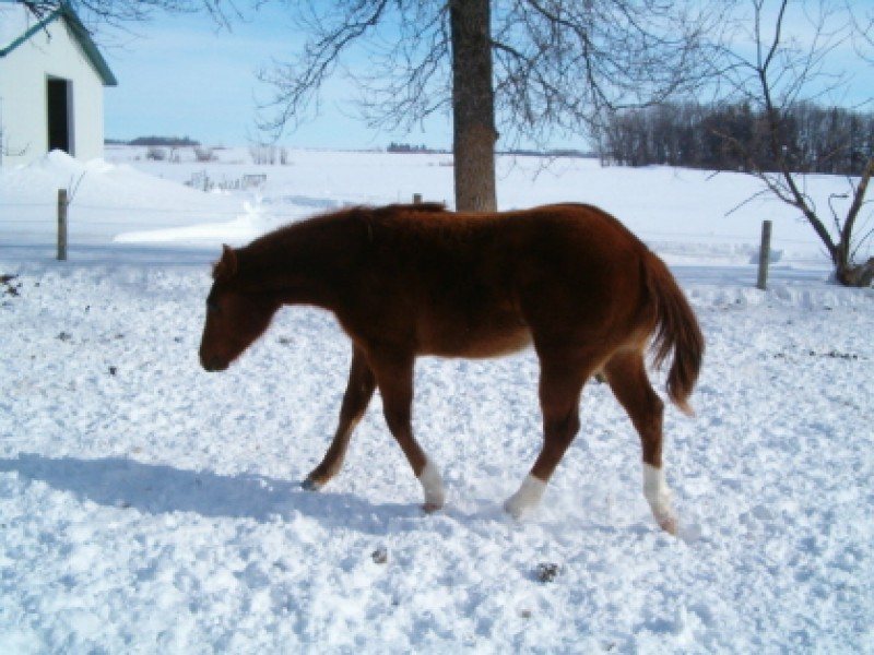 KENO - AQHA colt