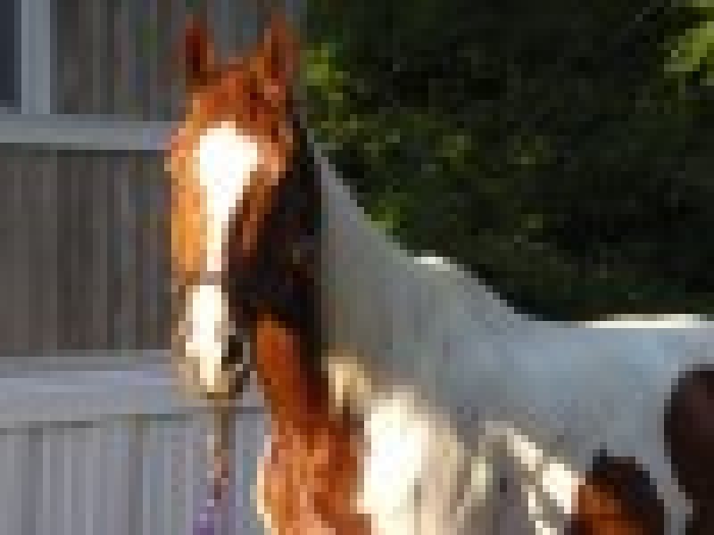 Paint horses