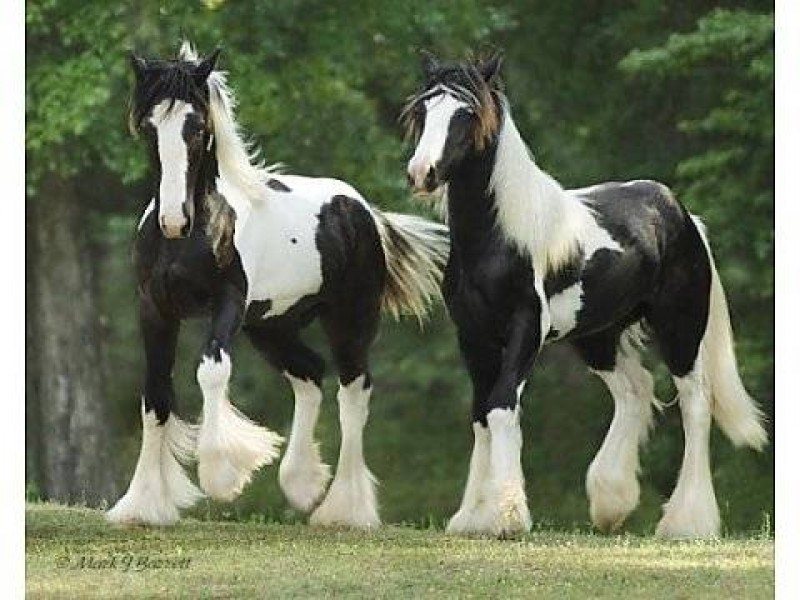 gypsy vanner