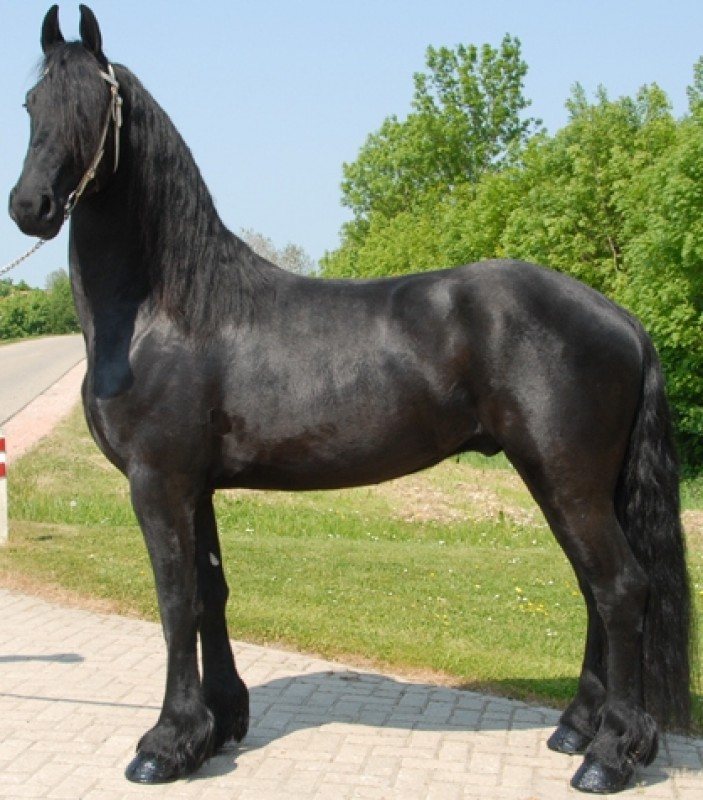 Rok