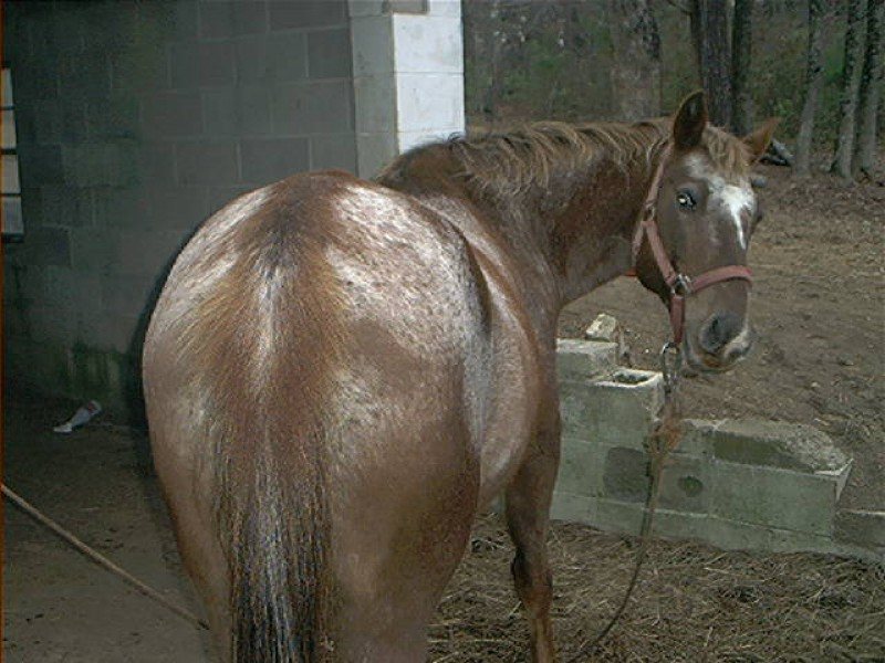 pregnant mare named candie