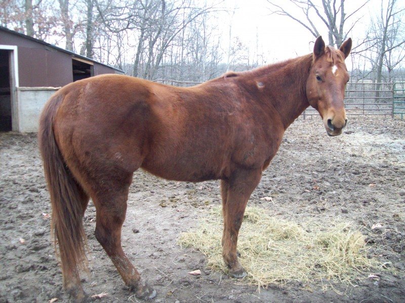 CWF Dualin Rancher