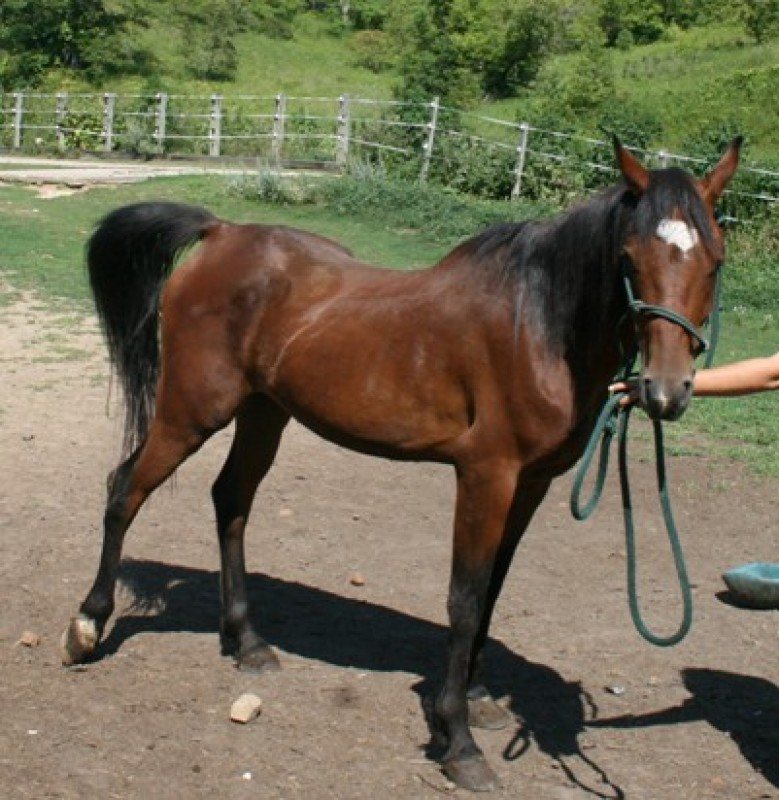 Amir