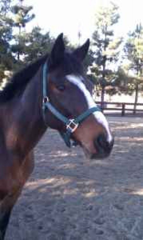 Dasher