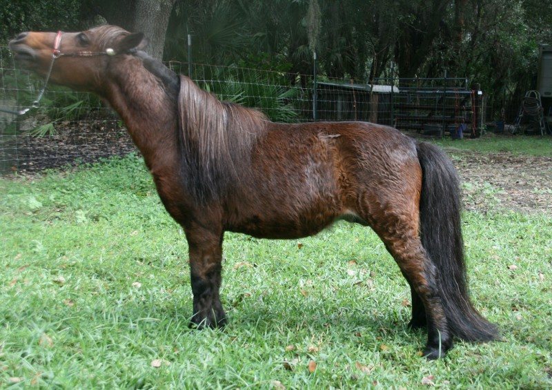 Paddock Farms SW I of the Storm (Ike)