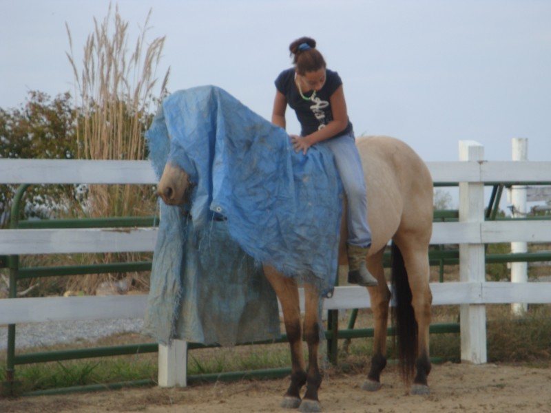 Carhart Cowboy