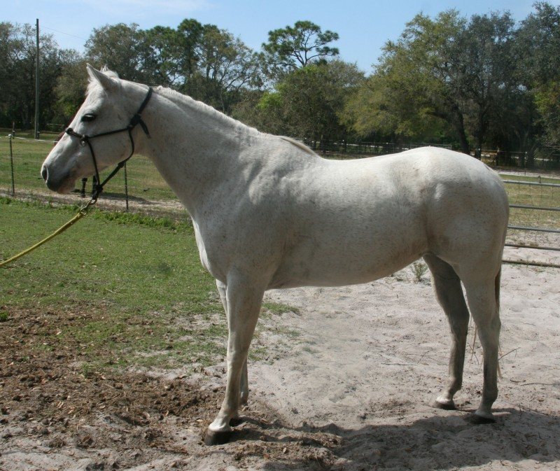 Socketts Silver Mist aka Sara