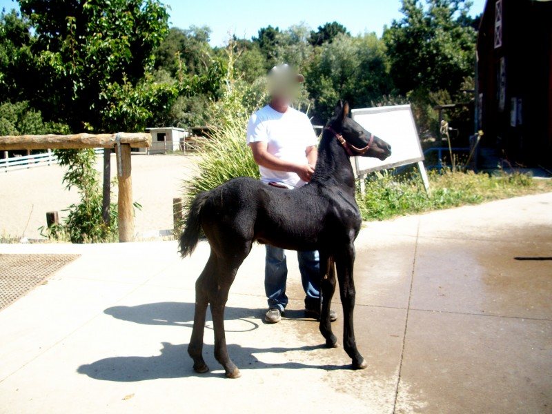 Black Beauty