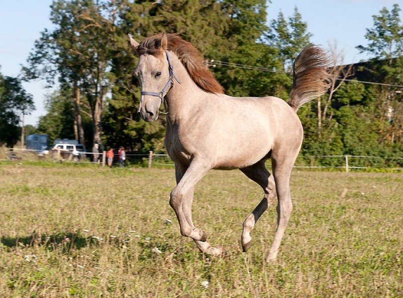 Ponti Pilat