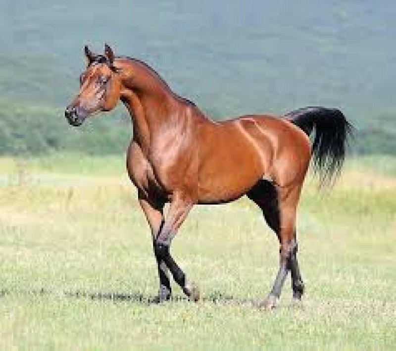 shergar