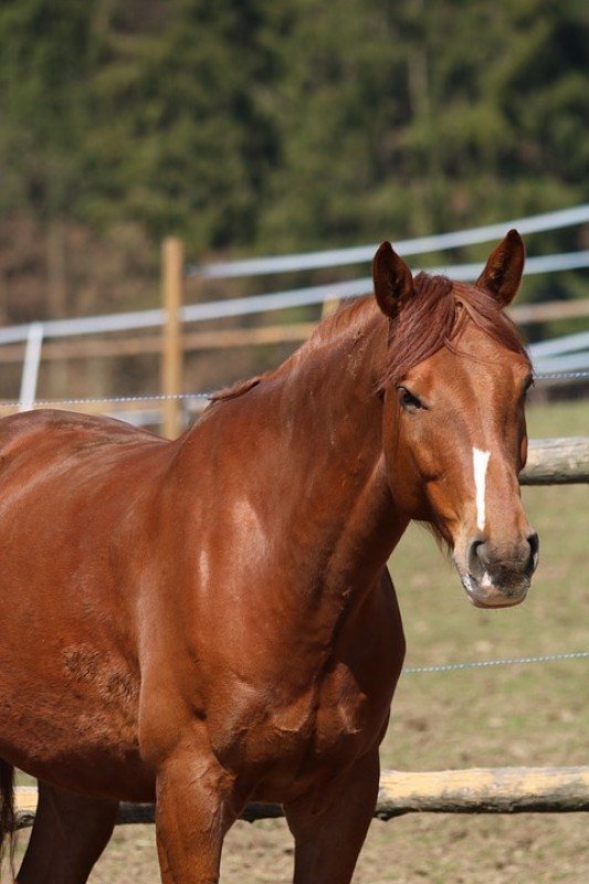 Beautiful Beginner Safe Gelding
