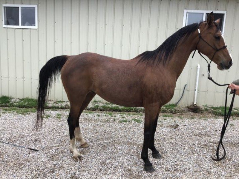 Lady Fire: registered purebred Arabian bay mare, frisky and classy with all the right moves under saddle
