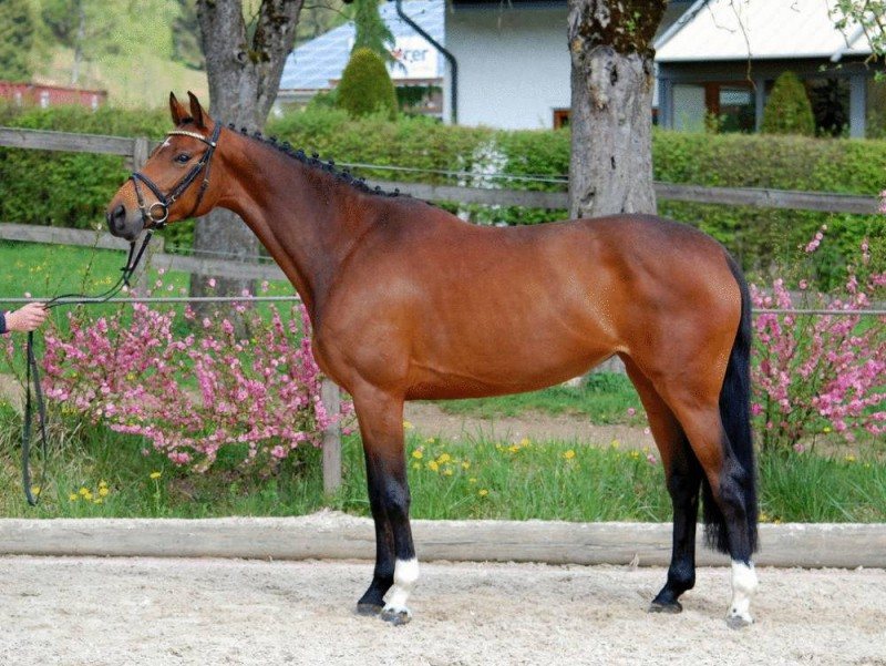 Quarter Horse Mare For Sale