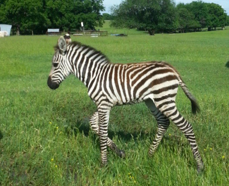 Zebra for sale, three fillys and one colt