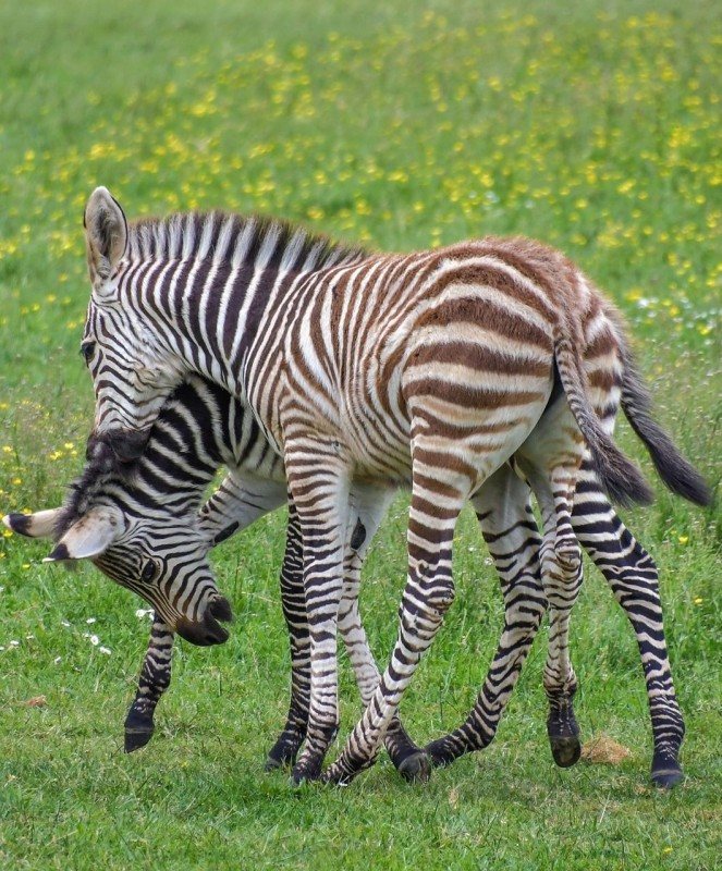 Young Zebras ready to go.