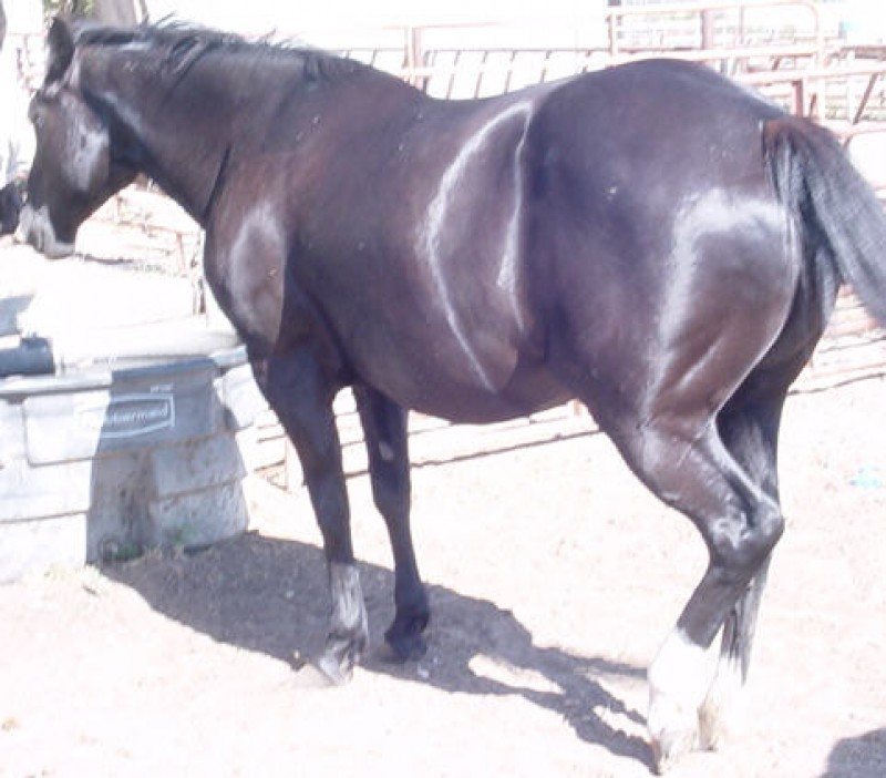 Flashy Black AQHA Mare