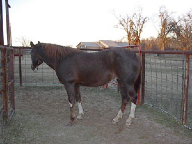 AF Blue Rhapt Coosa