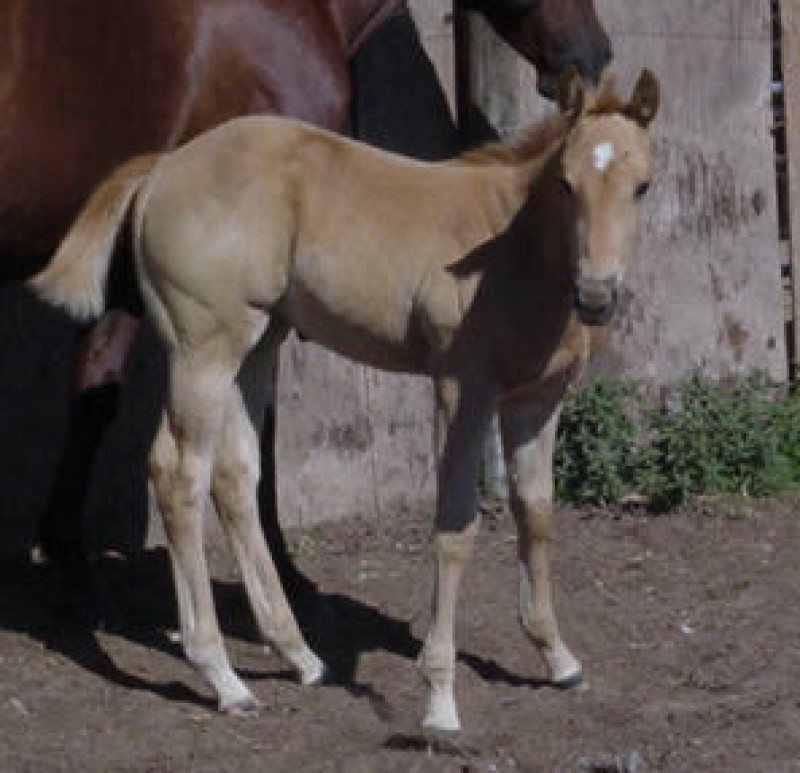 Outstanding AQHA Palomino Filly
