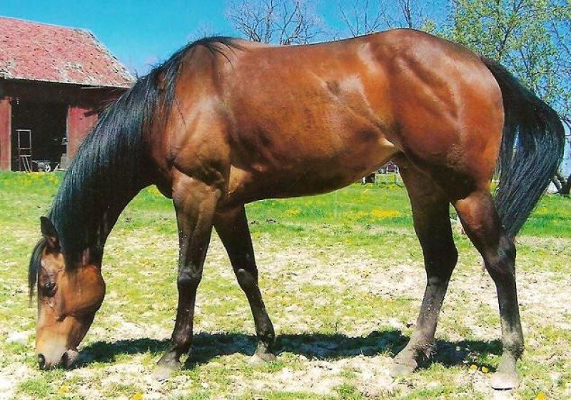 Pacific Sailing AQHA- Barrel Mare-Kid Safe!-buckle & saddle winner!!