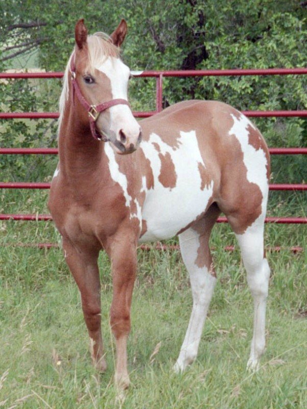 Prairies Dixie Lee