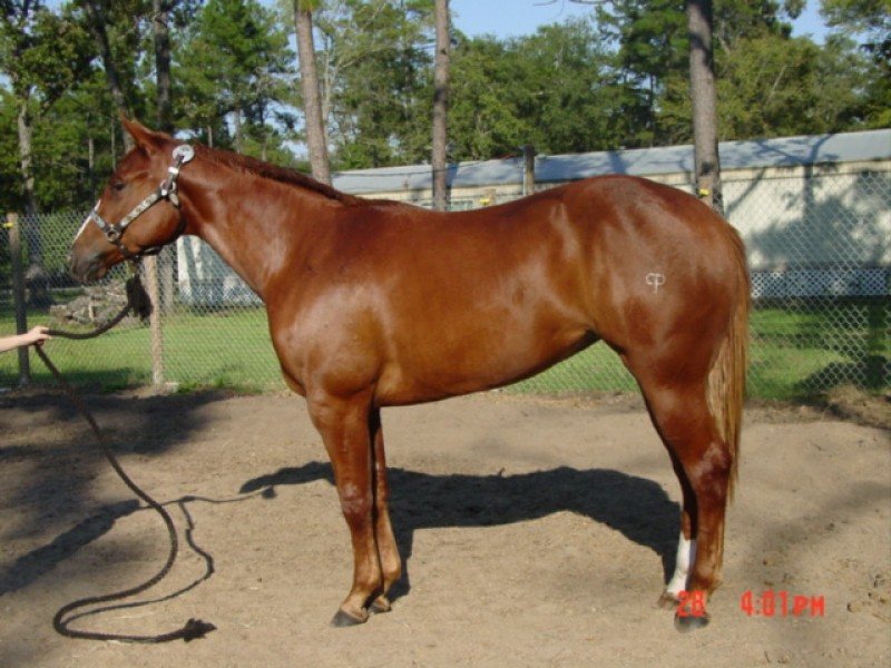 Awesome Connection, Halter show filly w/ APHA points