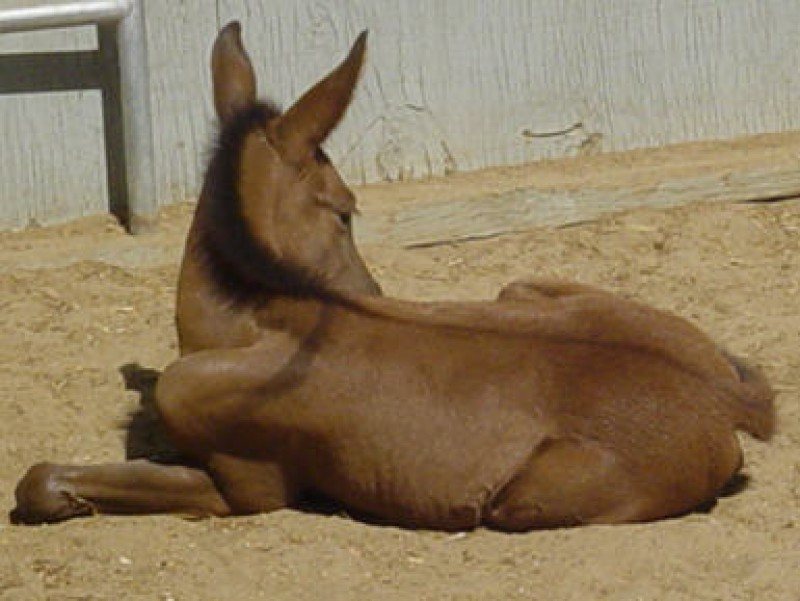 Show Quality Dun John Mule