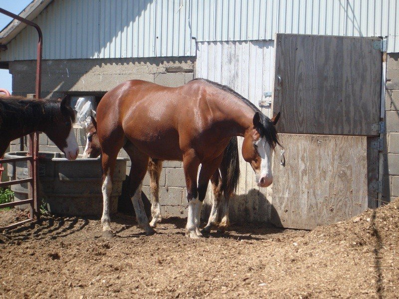 Beautiful Bay Mare
