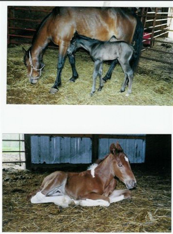 Unnamed Filly