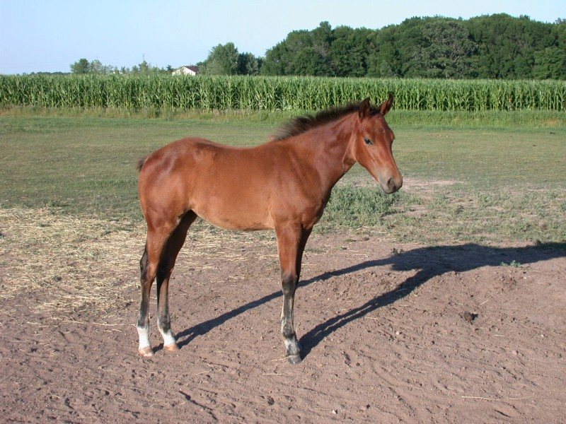 2005 AQHA Filly  Reg-pending