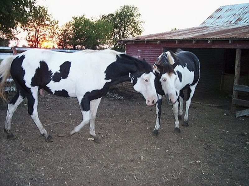 Domino