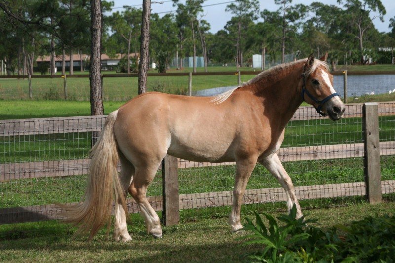 Sugar's Allstar Spice