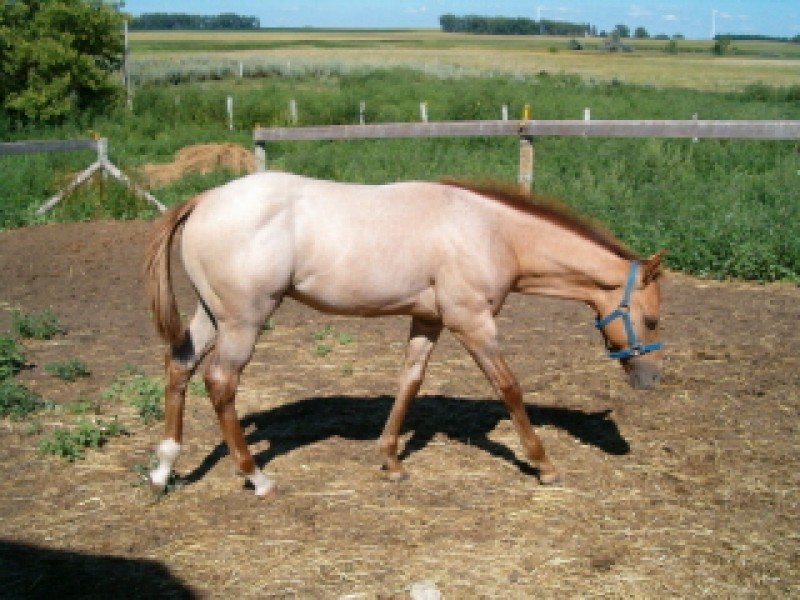 HEZA STAR TEMON