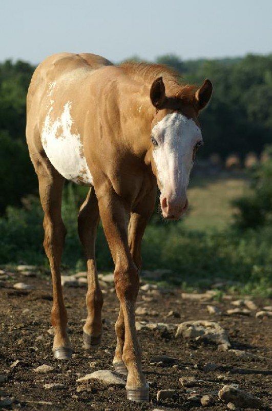 unnamed Red Dun Overo Colt