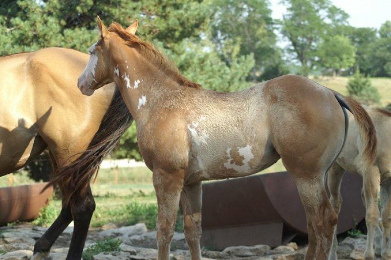 unnamed Red Dun Overo Filly