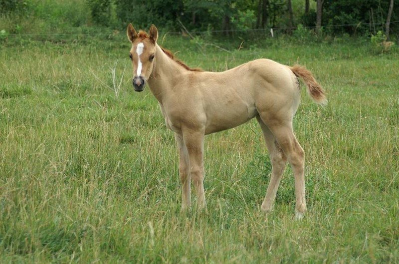 unnamed Red Dun AQHA Filly