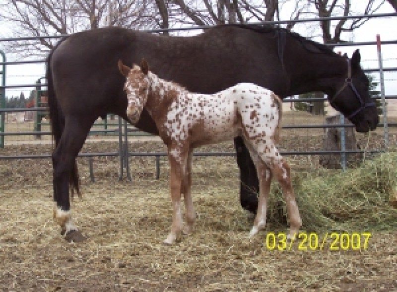 Red near leopard 07 colt.