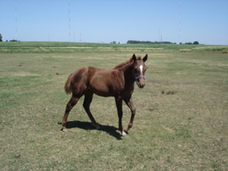 2005 AQHA Filly reg.-pending