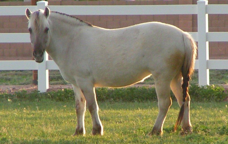 Crista