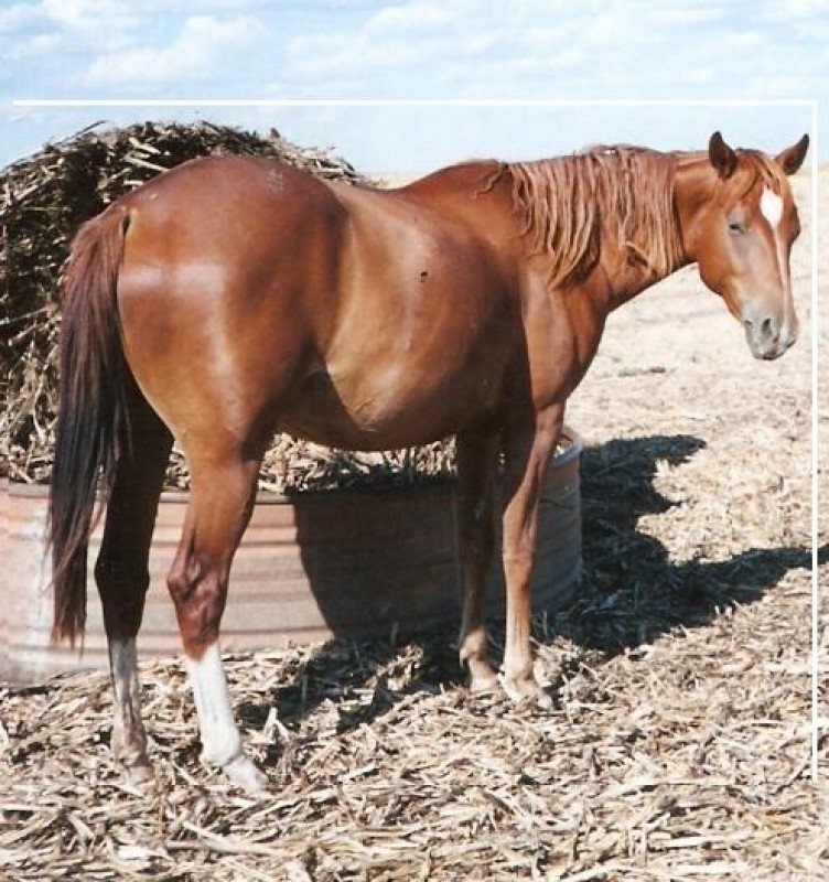 LANORE POLLY