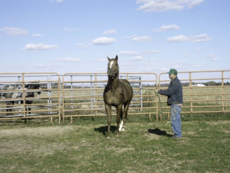 LP COWGIRLS FELLA