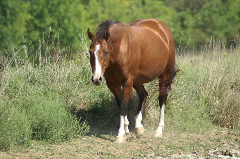 QP Sedona Glenna